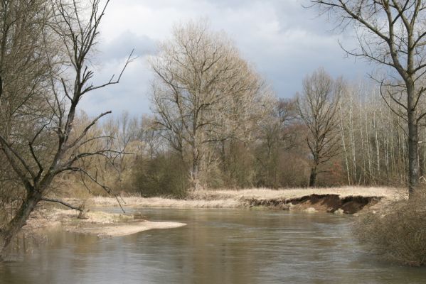 Třebechovice pod Orebem, Štěnkov, 13.3.2013
Štěnkov - Petrovičky, meandry Orlice (50°10'31.00"N, 16° 0'15.02"E).



Klíčová slova: Třebechovice pod Orebem Štěnkov řeka Orlice PP Orlice
