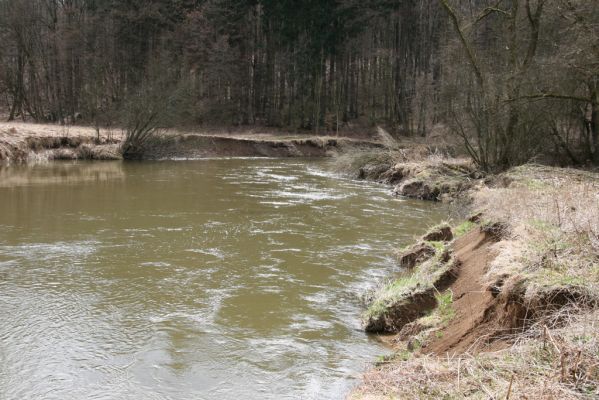 Třebechovice pod Orebem, Štěnkov, 13.3.2013
Štěnkov - Petrovičky. Suté břehy v meandru Orlice.



Klíčová slova: Třebechovice pod Orebem Štěnkov řeka Orlice PP Orlice