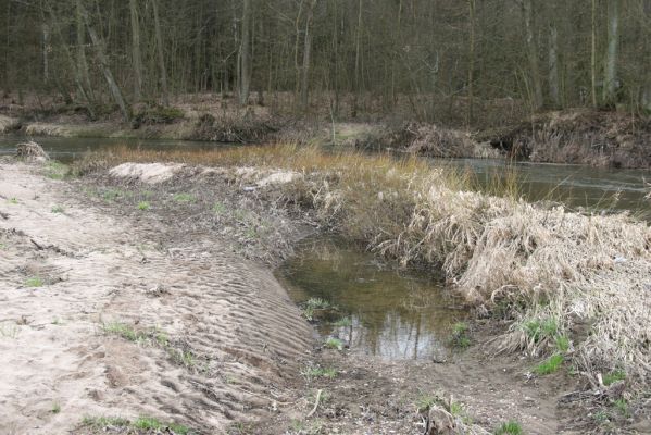 Třebechovice pod Orebem, Štěnkov, 13.3.2013
Štěnkov - Petrovičky. Písčitý náplav v meandru Orlice.

Klíčová slova: Třebechovice pod Orebem Štěnkov řeka Orlice PP Orlice Negastrius sabulicola