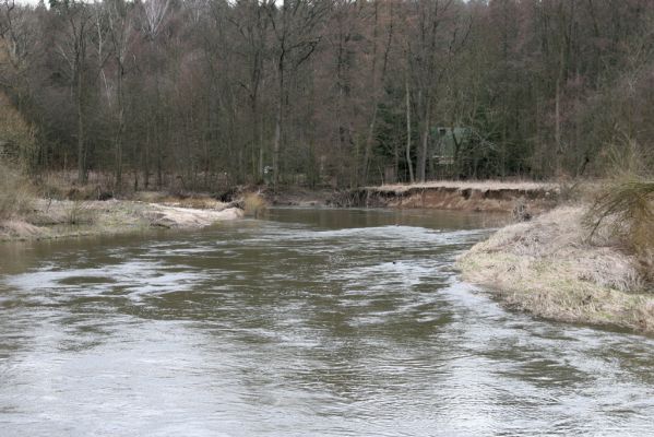 Třebechovice pod Orebem, Štěnkov, 13.3.2013
Štěnkov - Petrovičky. Meandry Orlice.



Keywords: Třebechovice pod Orebem Štěnkov řeka Orlice PP Orlice