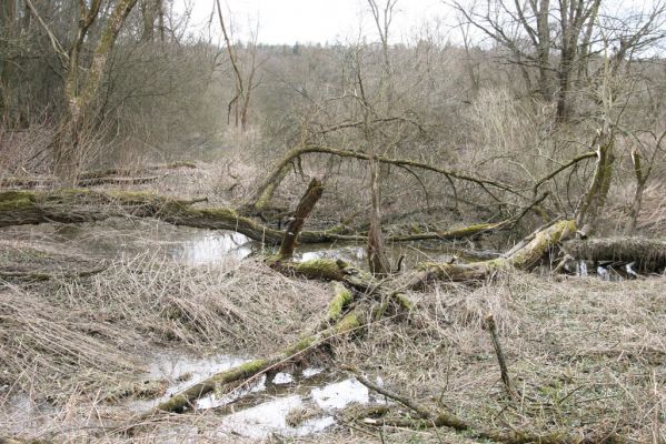 Třebechovice pod Orebem, Štěnkov, 13.3.2013
Štěnkov - Petrovičky. Slepé rameno Orlice (50°10'35.17"N, 16° 0'7.68"E).



Klíčová slova: Třebechovice pod Orebem Štěnkov řeka Orlice PP Orlice