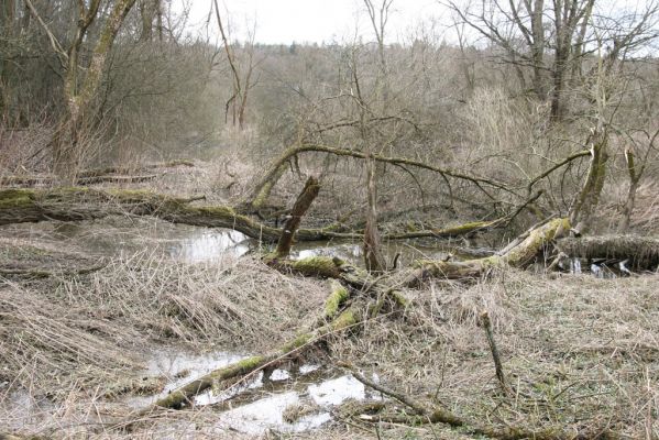 Třebechovice pod Orebem, Štěnkov, 13.3.2013
Štěnkov - Petrovičky. Slepé rameno Orlice (50°10'35.17"N, 16° 0'7.68"E).



Keywords: Třebechovice pod Orebem Štěnkov řeka Orlice PP Orlice