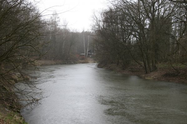 Třebechovice pod Orebem, Štěnkov, 13.3.2013
Štěnkov - Krňovice. Meandry Orlice (50°11'7.41"N, 15°59'18.68"E).


Klíčová slova: Třebechovice pod Orebem Štěnkov řeka Orlice PP Orlice