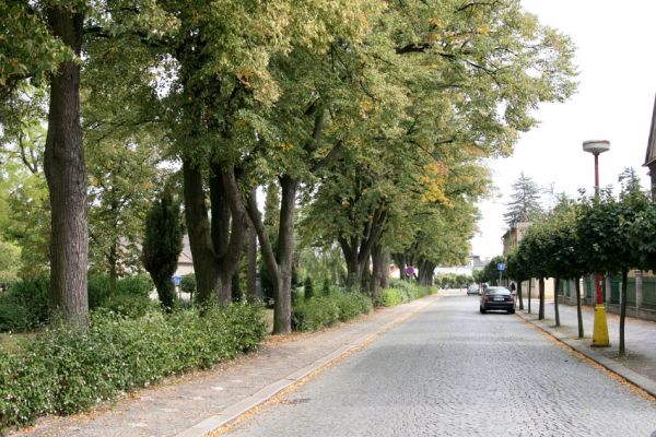 Třebechovice pod Orebem, 15.9.2009
Lipová alej na Heldově náměstí.
Schlüsselwörter: Třebechovice nad Orebem Lamprodila rutilans