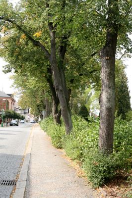 Třebechovice pod Orebem, 15.9.2009
Lipová alej na Heldově náměstí.
Keywords: Třebechovice nad Orebem Lamprodila rutilans