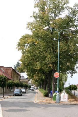 Třebechovice pod Orebem, 15.9.2009
Lipová alej na Heldově náměstí.
Schlüsselwörter: Třebechovice nad Orebem Lamprodila rutilans