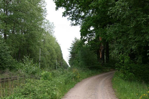 Třebechovice pod Orebem, 21.5.2009
Dubová alej na začátku lesní cesty na Petrovice, vlevo železniční trať. Biotop tesaříka Brachyleptura tesserula.
Klíčová slova: Týniště nad Orlicí V Končinách Třebechovice pod Orebem Petrovice Osmoderma barnabita Ampedus cardinalis Brachyleptura tesserula