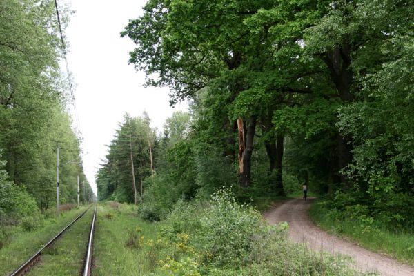 Třebechovice pod Orebem, 21.5.2009
Železniční trať a vpravo dubová alej u lesní cesty na Petrovice. Biotop tesaříka Brachyleptura tesserula.
Keywords: Týniště nad Orlicí V Končinách Třebechovice pod Orebem Petrovice nad Orlicí Osmoderma barnabita Ampedus cardinalis Brachyleptura tesserula