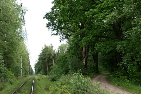 Třebechovice pod Orebem, 21.5.2009
Železniční trať a vpravo dubová alej u lesní cesty na Petrovice. Biotop tesaříka Brachyleptura tesserula.
Klíčová slova: Týniště nad Orlicí V Končinách Třebechovice pod Orebem Petrovice nad Orlicí Osmoderma barnabita Ampedus cardinalis Brachyleptura tesserula