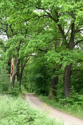 Třebechovice pod Orebem, 21.5.2009
Dubová alej u lesní cesty na Petrovice. 
Keywords: Týniště nad Orlicí V Končinách Třebechovice pod Orebem Petrovice nad Orlicí Osmoderma barnabita Ampedus cardinalis