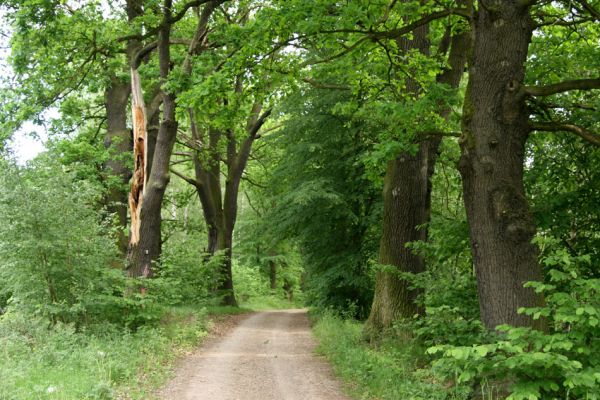 Třebechovice pod Orebem, 21.5.2009
Dubová alej u lesní cesty na Petrovice.
Schlüsselwörter: Týniště nad Orlicí V Končinách Třebechovice pod Orebem Petrovice nad Orlicí Osmoderma barnabita Ampedus cardinalis