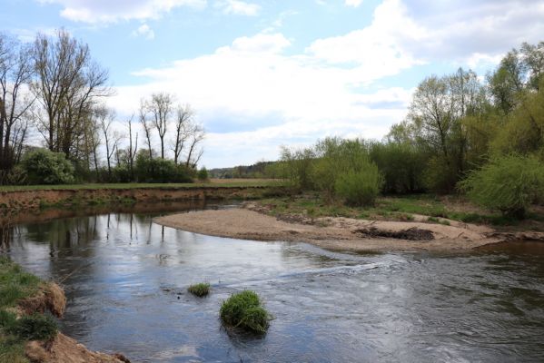 Třebechovice pod Orebem, 26.4.2020
Štěnkov. Meandry Orlice jihovýchodně od Štěnkova.
Mots-clés: Třebechovice pod Orebem Štěnkov meandry Orlice Negastrius sabulicola pulchellus Zorochros dermestoides quadriguttatus Psammodius asper
