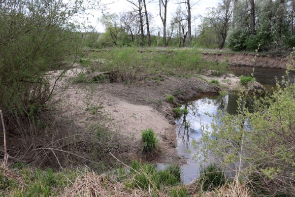 Týniště nad Orlicí, 26.4.2020
U Králova stolu. Meandry Orlice jihovýchodně od Štěnkova.
Schlüsselwörter: Týniště nad Orlicí U Králova stolu Štěnkov meandry Orlice Negastrius sabulicola pulchellus Zorochros dermestoides quadriguttatus Psammodius asper