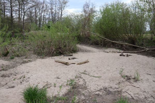 Týniště nad Orlicí, 26.4.2020
U Králova stolu. Meandry Orlice jihovýchodně od Štěnkova.
Klíčová slova: Týniště nad Orlicí U Králova stolu Štěnkov meandry Orlice Negastrius sabulicola pulchellus Zorochros dermestoides quadriguttatus Psammodius asper