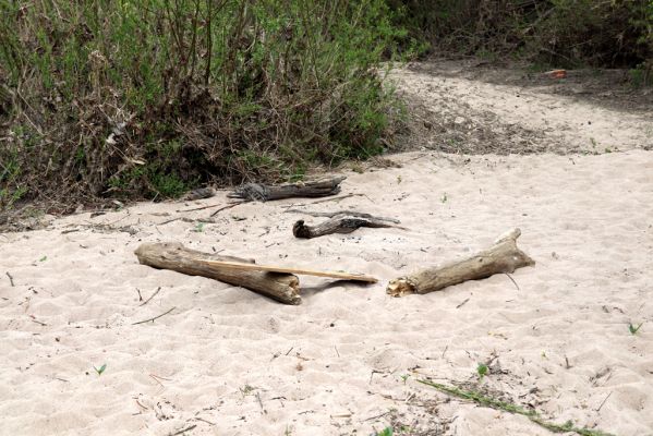 Týniště nad Orlicí, 26.4.2020
U Králova stolu. Meandry Orlice jihovýchodně od Štěnkova.
Keywords: Týniště nad Orlicí U Králova stolu Štěnkov meandry Orlice Negastrius sabulicola pulchellus Zorochros dermestoides quadriguttatus Psammodius asper