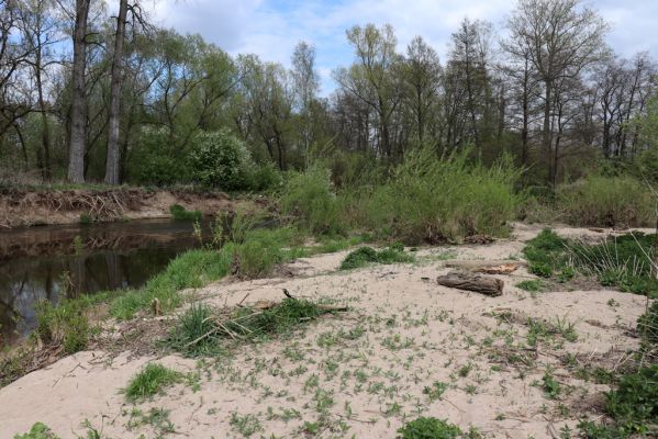 Týniště nad Orlicí, 26.4.2020
U Králova stolu. Meandry Orlice jihovýchodně od Štěnkova.
Schlüsselwörter: Týniště nad Orlicí U Králova stolu Štěnkov meandry Orlice Negastrius sabulicola pulchellus Zorochros dermestoides quadriguttatus Psammodius asper