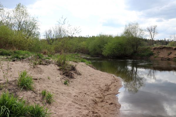 Týniště nad Orlicí, 26.4.2020
U Králova stolu. Meandry Orlice jihovýchodně od Štěnkova.
Mots-clés: Týniště nad Orlicí U Králova stolu Štěnkov meandry Orlice Negastrius sabulicola pulchellus Zorochros dermestoides quadriguttatus Psammodius asper