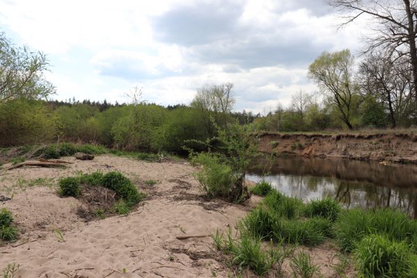 Týniště nad Orlicí, 26.4.2020
U Králova stolu. Meandry Orlice jihovýchodně od Štěnkova.
Klíčová slova: Týniště nad Orlicí U Králova stolu Štěnkov meandry Orlice Negastrius sabulicola pulchellus Zorochros dermestoides quadriguttatus Psammodius asper