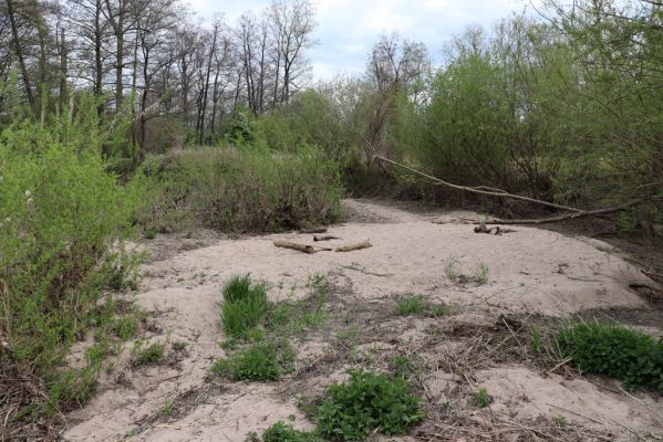 Týniště nad Orlicí, 26.4.2020
U Králova stolu. Meandry Orlice jihovýchodně od Štěnkova.
Klíčová slova: Týniště nad Orlicí U Králova stolu Štěnkov meandry Orlice Negastrius sabulicola pulchellus Zorochros dermestoides quadriguttatus Psammodius asper