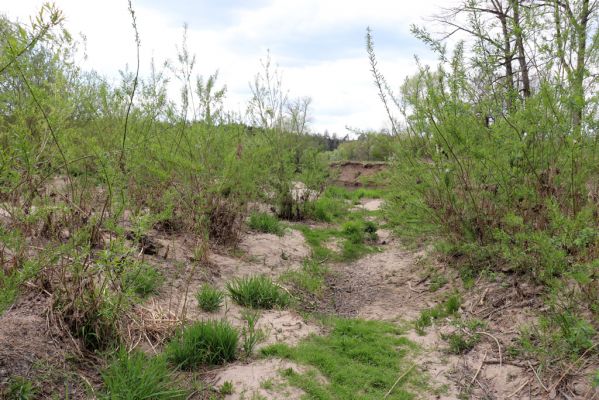 Týniště nad Orlicí, 26.4.2020
U Králova stolu. Meandry Orlice jihovýchodně od Štěnkova.
Klíčová slova: Týniště nad Orlicí U Králova stolu Štěnkov meandry Orlice