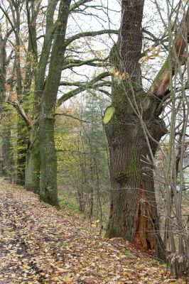 Třebechovice pod Orebem, 5.11.2017
Trouchnivý kmen dubu v aleji u lesní cesty na Petrovice.
Schlüsselwörter: Třebechovice pod Orebem dubová alej