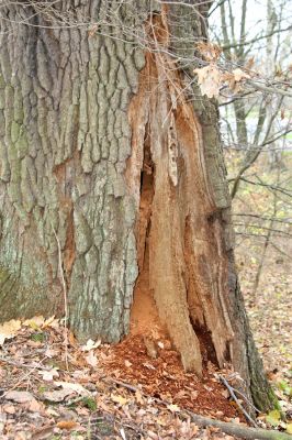 Třebechovice pod Orebem, 5.11.2017
Trouchnivý kmen dubu v aleji u lesní cesty na Petrovice.
Mots-clés: Třebechovice pod Orebem dubová alej