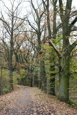 Třebechovice pod Orebem, 5.11.2017
Dubová alej u lesní cesty na Petrovice.
Klíčová slova: Třebechovice pod Orebem dubová alej