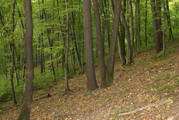 Trebejov, 3.10.2013
Uhrinče. Suťový les nad pravým břehem Hornádu.
Klíčová slova: Trebejov Uhrinče