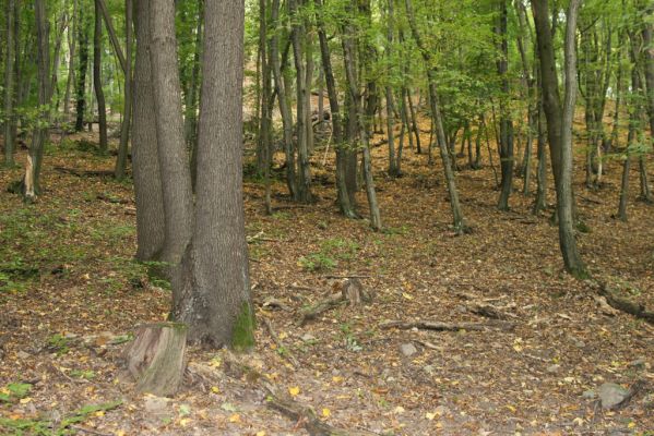 Trebejov, 3.10.2013
Uhrinče. Suťový les nad pravým břehem Hornádu.
Klíčová slova: Trebejov Uhrinče