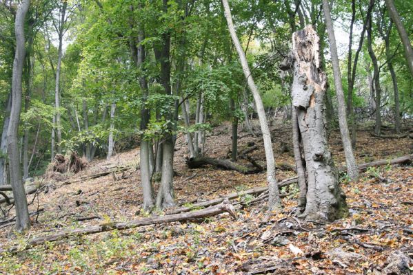 Trebejov, 3.10.2013
Uhrinče. Suťový les nad pravým břehem Hornádu.
Mots-clés: Trebejov Uhrinče Ischnodes sanguinicollis Elater ferrugineus