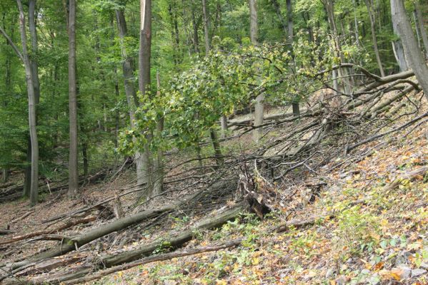 Trebejov, 3.10.2013
Uhrinče. Suťový les nad pravým břehem Hornádu.
Klíčová slova: Trebejov Uhrinče