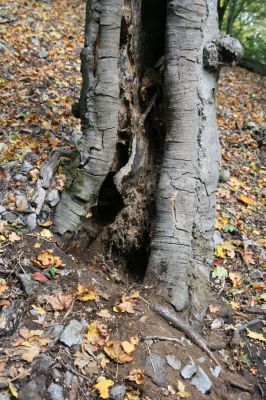 Trebejov, 3.10.2013
Uhrinče. Suťový les nad pravým břehem Hornádu. Biotop kovaříka Ischnodes sanguinicollis.
Mots-clés: Trebejov Uhrinče Ischnodes sanguinicollis Elater ferrugineus