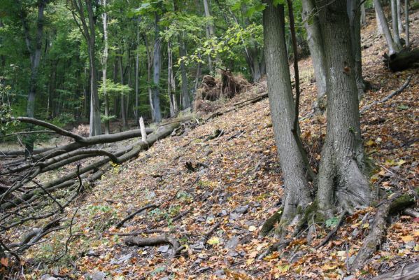 Trebejov, 3.10.2013
Uhrinče. Suťový les nad pravým břehem Hornádu.
Schlüsselwörter: Trebejov Uhrinče