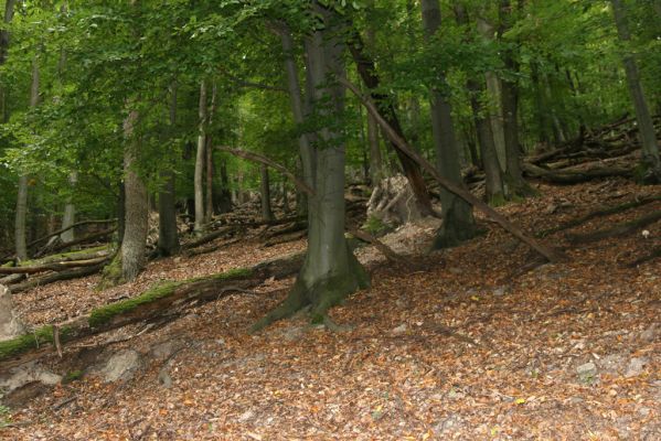 Trebejov, 3.10.2013
Uhrinče. Suťový les nad pravým břehem Hornádu.
Klíčová slova: Trebejov Uhrinče