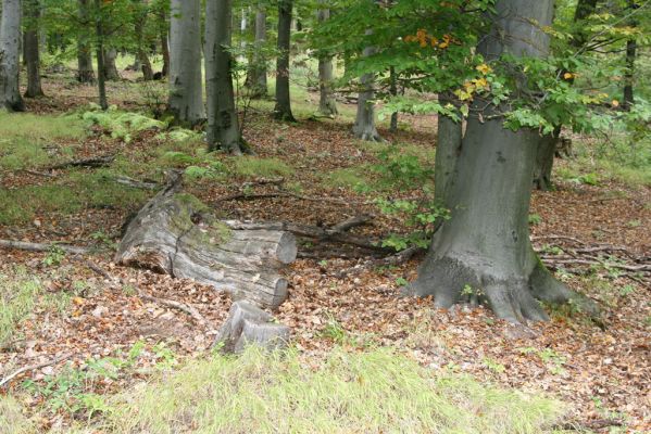 Trebejov, 3.10.2013
Uhrinče. Suťový les nad pravým břehem Hornádu.
Klíčová slova: Trebejov Uhrinče Ampedus quadrisignatus praeustus Aesalus scarabaeoides Melanotus villosus Gnorimus variabilis