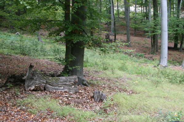 Trebejov, 3.10.2013
Uhrinče. Suťový les nad pravým břehem Hornádu.
Schlüsselwörter: Trebejov Uhrinče Ampedus quadrisignatus praeustus Aesalus scarabaeoides Melanotus villosus Gnorimus variabilis