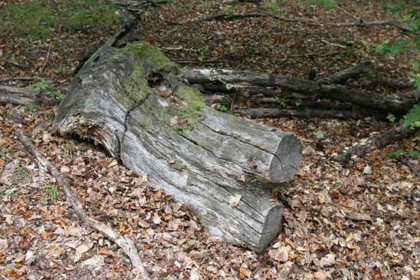 Trebejov, 3.10.2013
Uhrinče. Suťový les nad pravým břehem Hornádu.
Klíčová slova: Trebejov Uhrinče Ampedus quadrisignatus praeustus Aesalus scarabaeoides Melanotus villosus Gnorimus variabilis