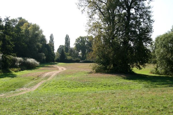 Hradec Králové - Třebeš, 23.9.2009
Záplavová louka u starého koryta Labe. Biotop kovaříka Oedostethus quadripustulatus
Mots-clés: Hradec Králové Třebeš Oedostethus quadripustulatus