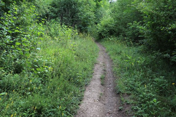 Hradec Králové, Třebeš, 25.7.2021
Kopec Sv. Jana, Zámeček. Zarůstající cesta na louce pod kostelem sv. Jana Křtitele - biotop posledních zde přežívajících kovaříků Agriotes gallicus.
Klíčová slova: Hradec Králové Třebeš Kopec Sv. Jana Zámeček louka Agriotes gallicus Athous bicolor