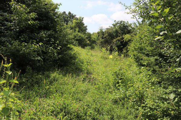 Hradec Králové, Třebeš, 25.7.2021
Kopec Sv. Jana, Zámeček. Zarůstající louka pod kostelem sv. Jana Křtitele.
Keywords: Hradec Králové Třebeš Kopec Sv. Jana Zámeček louka
