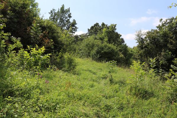Hradec Králové, Třebeš, 25.7.2021
Kopec Sv. Jana, Zámeček. Zarůstající louka pod kostelem sv. Jana Křtitele.
Klíčová slova: Hradec Králové Třebeš Kopec Sv. Jana Zámeček louka