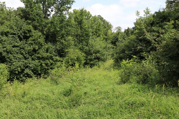 Hradec Králové, Třebeš, 25.7.2021
Kopec Sv. Jana, Zámeček. Zarůstající louka pod kostelem sv. Jana Křtitele.
Schlüsselwörter: Hradec Králové Třebeš Kopec Sv. Jana Zámeček louka