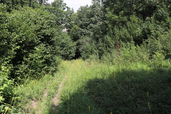 Hradec Králové, Třebeš, 25.7.2021
Kopec Sv. Jana, Zámeček. Zarůstající cesta na louce pod kostelem sv. Jana Křtitele.
Klíčová slova: Hradec Králové Třebeš Kopec Sv. Jana Zámeček louka