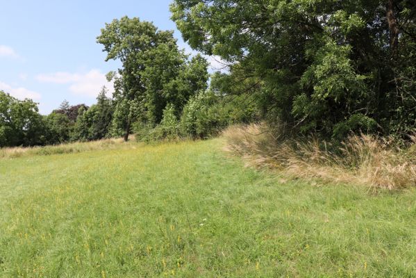 Hradec Králové, Třebeš, 25.7.2021
Kopec Sv. Jana - Na Vinicích.
Klíčová slova: Hradec Králové Třebeš Kopec Sv. Jana Na Vinicích Agriotes gallicus