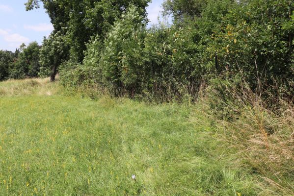 Hradec Králové, Třebeš, 25.7.2021
Kopec Sv. Jana - Na Vinicích.
Klíčová slova: Hradec Králové Třebeš Kopec Sv. Jana Na Vinicích Agriotes gallicus