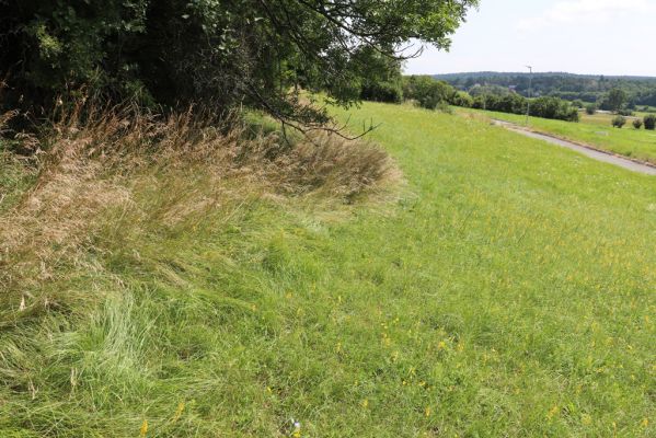 Hradec Králové, Třebeš, 25.7.2021
Kopec Sv. Jana - Na Vinicích.
Klíčová slova: Hradec Králové Třebeš Kopec Sv. Jana Na Vinicích Agriotes gallicus