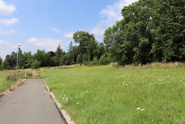 Hradec Králové, Třebeš, 25.7.2021
Kopec Sv. Jana - Na Vinicích.
Klíčová slova: Hradec Králové Třebeš Kopec Sv. Jana Na Vinicích Agriotes gallicus