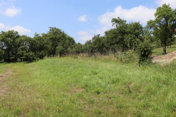 Hradec Králové, Třebeš, 25.7.2021
Kopec Sv. Jana - Na Vinicích.
Keywords: Hradec Králové Třebeš Kopec Sv. Jana Na Vinicích Agriotes gallicus