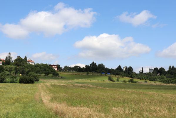 Hradec Králové, Třebeš, 25.7.2021
Kopec Sv. Jana - Na Vinicích.
Klíčová slova: Hradec Králové Třebeš Kopec Sv. Jana Na Vinicích Agriotes gallicus