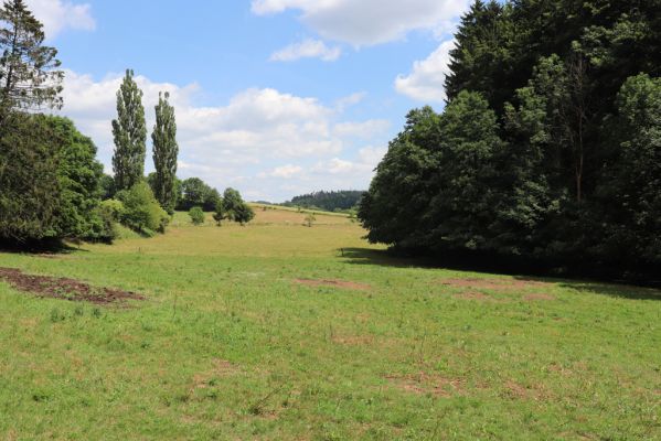 Třebihošť, 28.6.2019
Pastvina u Bystrého potoka. 
Keywords: Třebihošť pastvina u Bystrého potoka